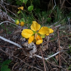 Senna