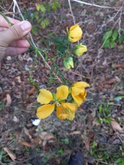 Senna