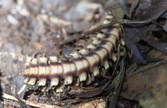 Nyssodesmus python