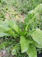 Magnoliopsida