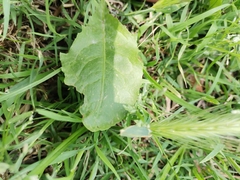Magnoliopsida