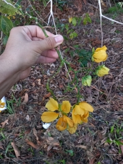 Senna