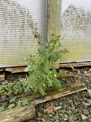 Cichorieae