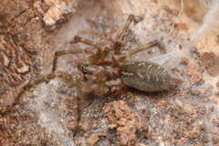 Allagelena gracilens