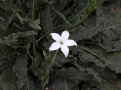 Jaborosa integrifolia