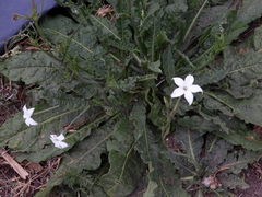 Jaborosa integrifolia