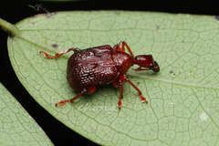 Heterapoderus geniculatus