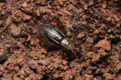 Pteronemobius nitidus