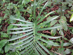 Zamia loddigesii