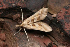 Diasemia accalis