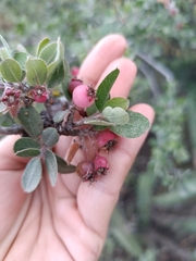 Malacomeles denticulata