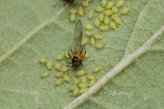 Aphis spiraecola