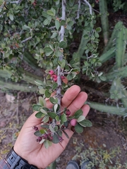 Malacomeles denticulata