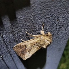 Spodoptera depravata