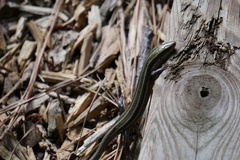 Plestiodon