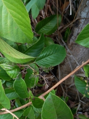 Dilleniaceae
