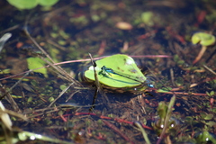 Ischnura fluviatilis