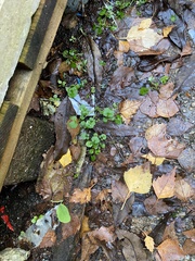 Chaenostoma cordatum