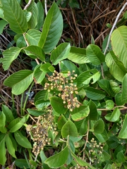 Dilleniaceae