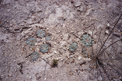 Lophophora williamsii
