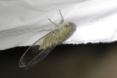 Dundubia