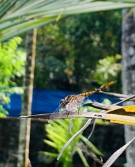 Aethriamanta brevipennis