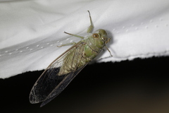 Dundubia