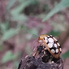 Phola octodecimguttata