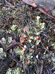 Cladonia borealis
