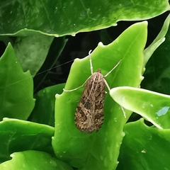 Nomophila noctuella