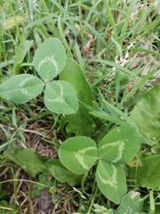 Trifolium repens
