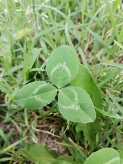 Trifolium repens