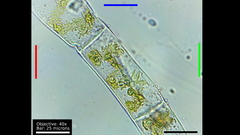 Charophyta