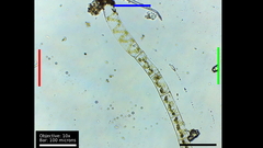 Charophyta