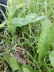 Trifolium repens
