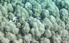 Pycnochromis dimidiatus