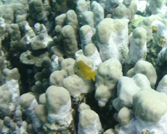 Pomacentrus sulfureus