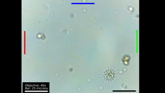 Heliozoa