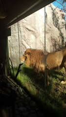 Panthera leo