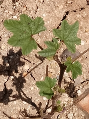 Malva multiflora