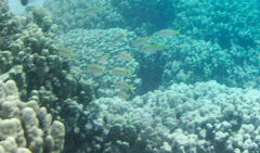 Mulloidichthys vanicolensis