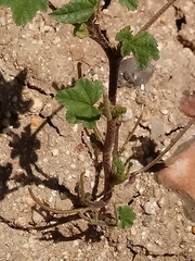 Malva multiflora