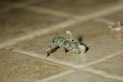 Sacada