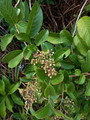 Dilleniaceae
