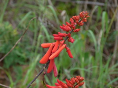 Erythrina humeana