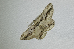 Coremecis nigrovittata