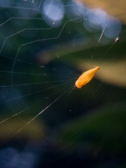 Arachnura