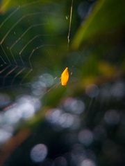 Arachnura
