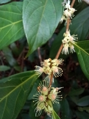 Piparea multiflora