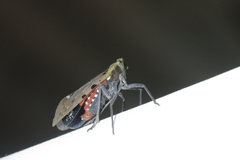 Penthicodes atomaria